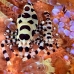 shrimp_coleman_bhr_tam_v_0365_bal6227.jpg